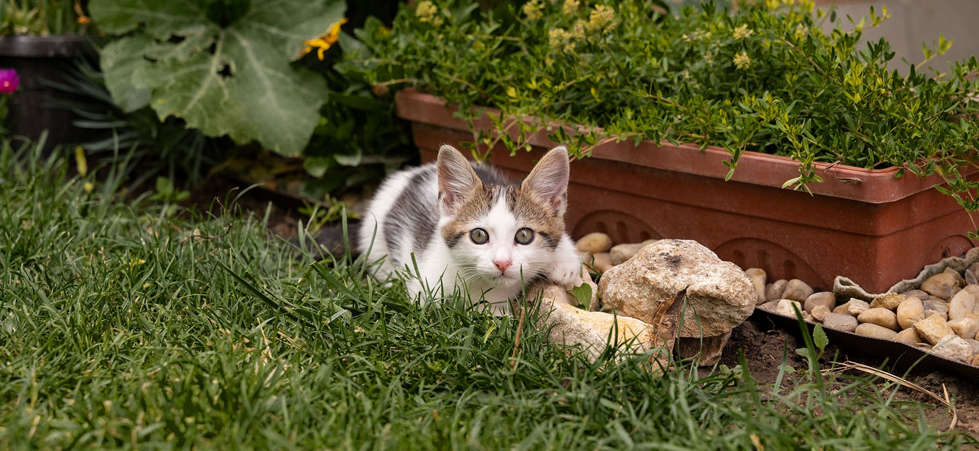 que datos curiosos hay sobre los gatos